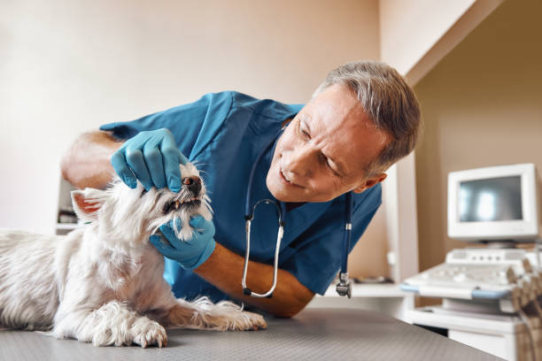 Best After-Hours Emergency Dentist in Weldon, NC